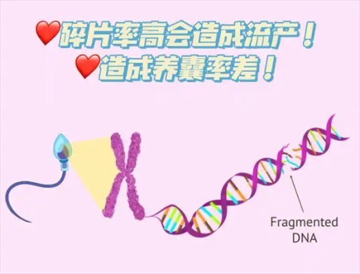 男性DNA碎片率高对备孕和试管有哪些直接影响?