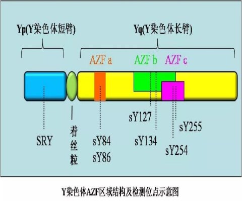 Y 染色体微缺失会不会影响精子质量