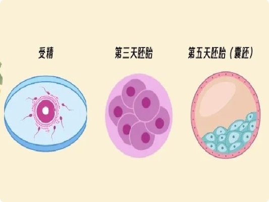 吉尔吉斯斯坦试管婴儿：全面解析囊胚和胚胎有哪些区别