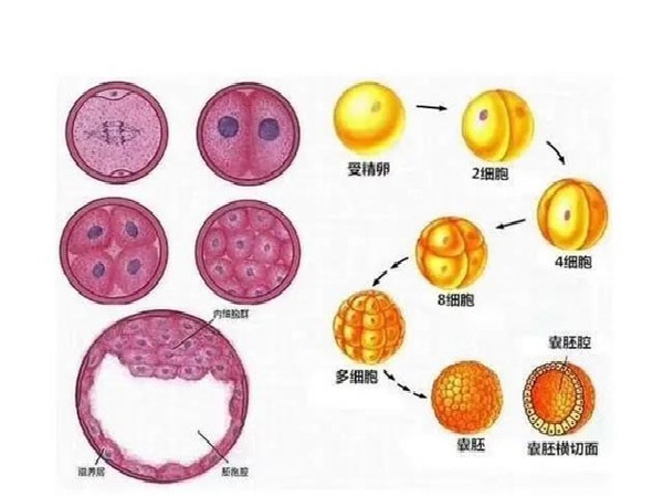 导致试管养囊失败的常见因素有哪些?爱宝来为您讲解